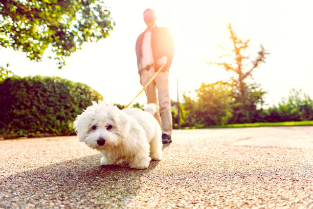 files/ragazzo_2_cane.jpg